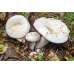 Мицелий Груздя перечного (Lactarius piperatus)